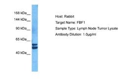 FBF1 Rabbit anti-Human, Polyclonal, Novus Biologicals 0.1ml; Unconjugated:Antibodies,